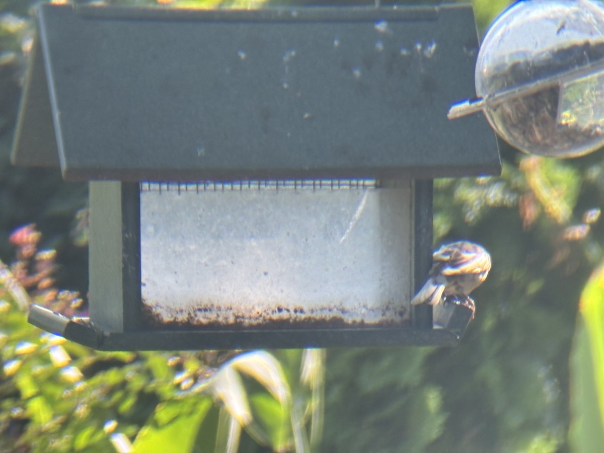 House Sparrow - ML642492704