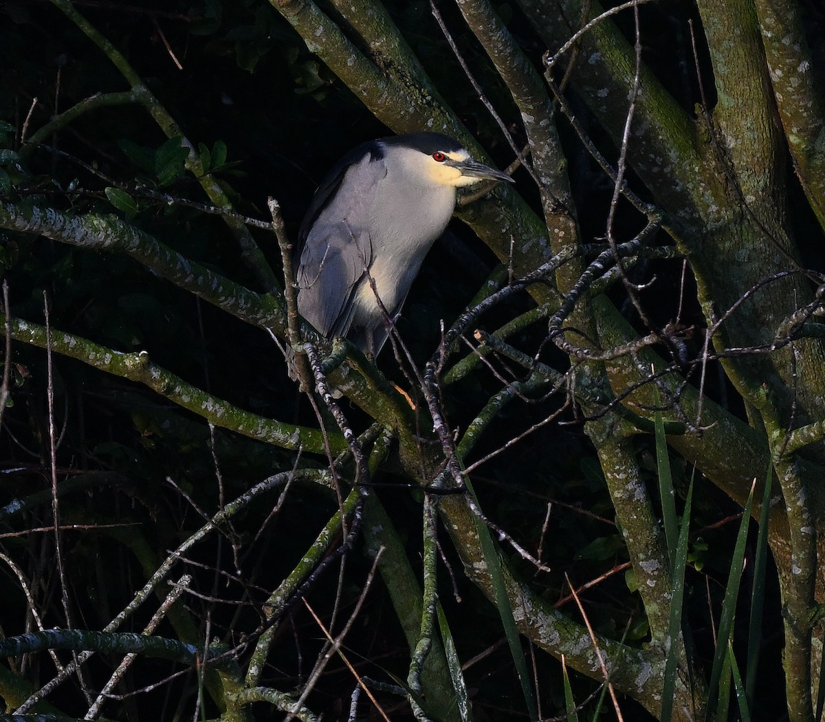 Black-crowned Night Heron - ML642492732