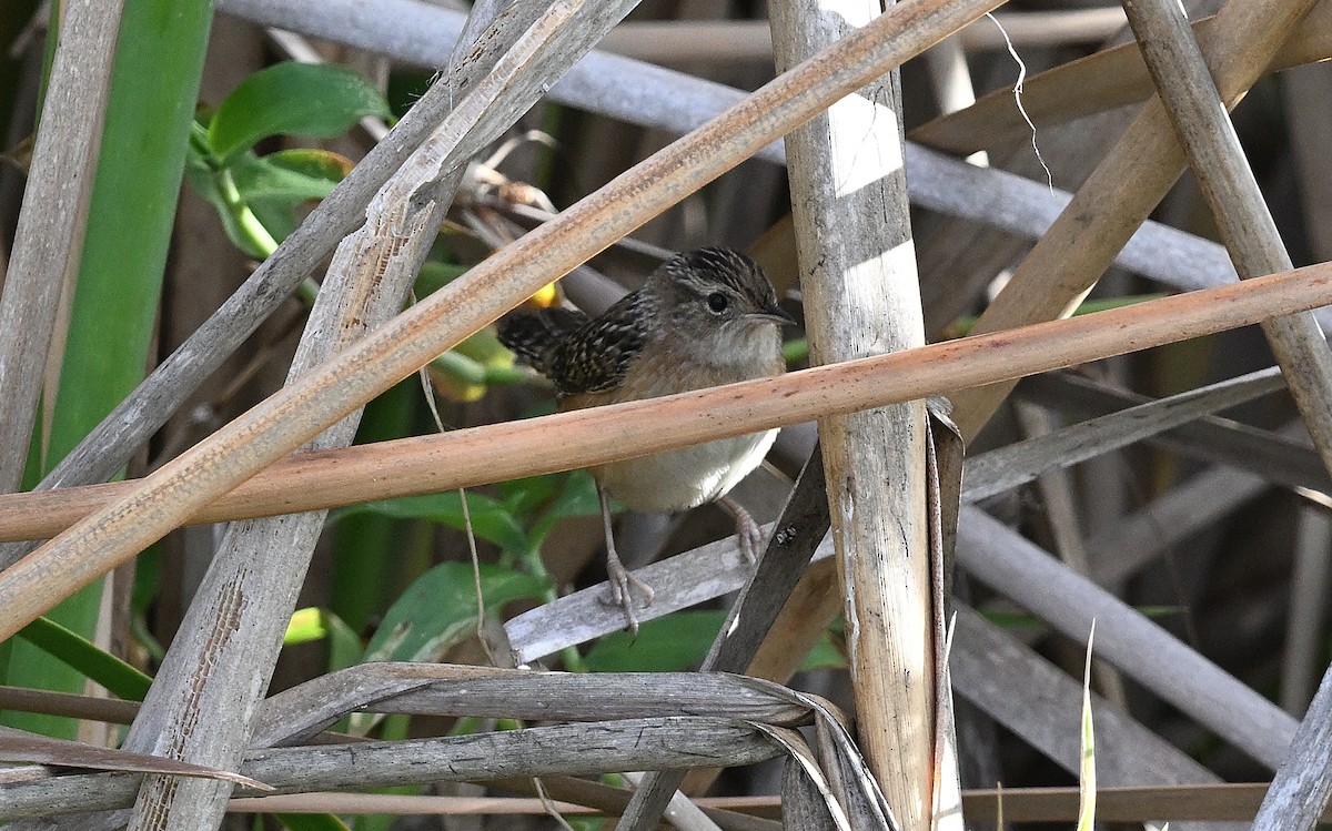 Sedge Wren - ML642492775
