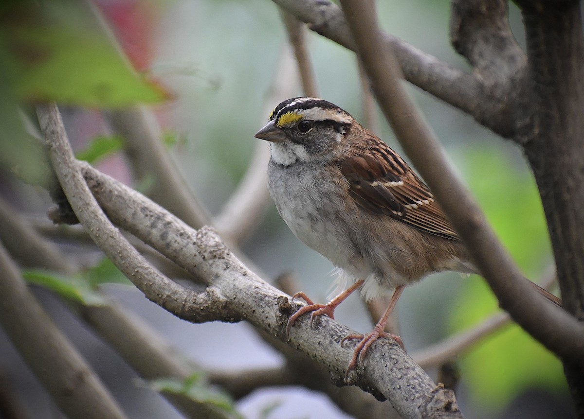 White-throated Sparrow - ML642492784