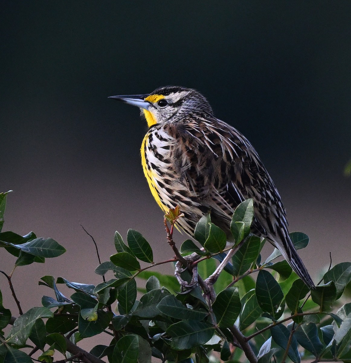 Eastern Meadowlark - ML642492799