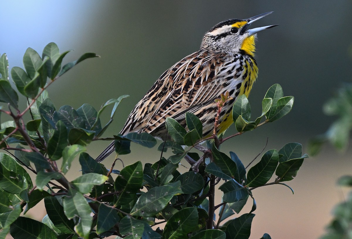 Eastern Meadowlark - ML642492800