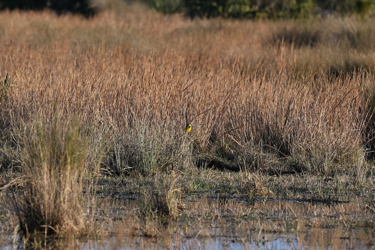 Eastern Meadowlark - ML642492813