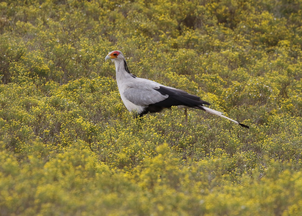 Secretarybird - ML642492824