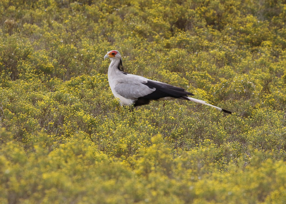 Secretarybird - ML642492837