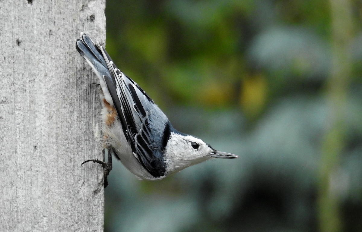 White-breasted Nuthatch - ML642492865