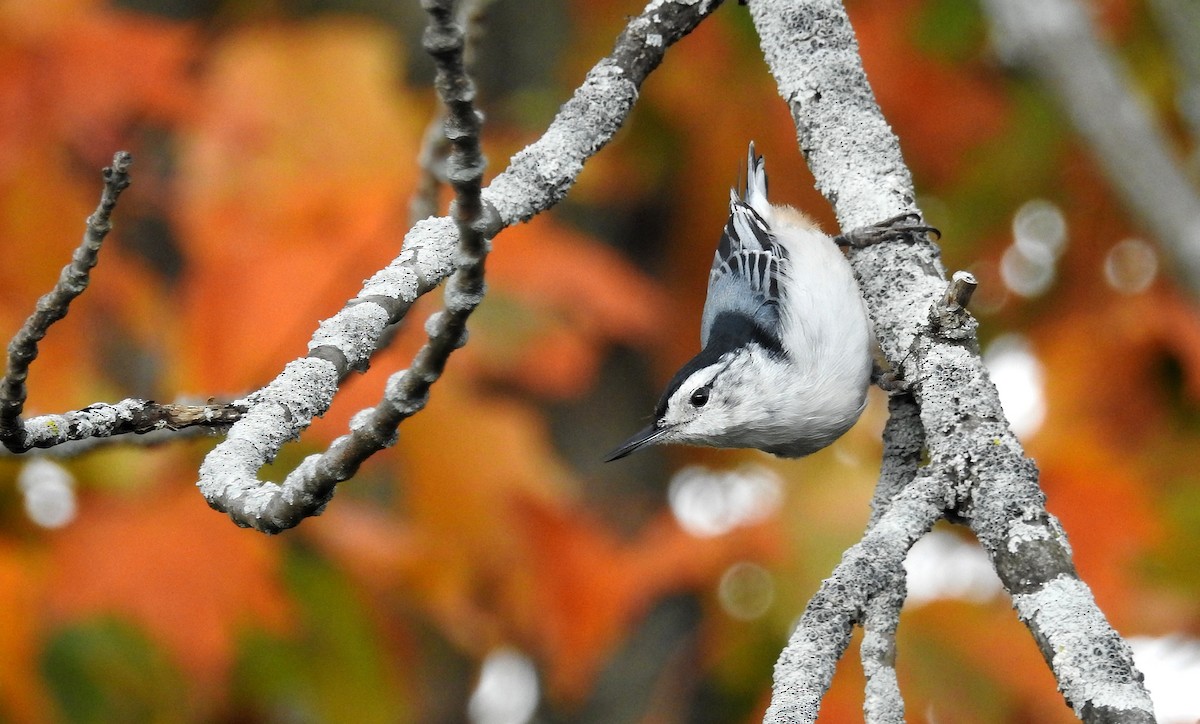 White-breasted Nuthatch - ML642492869