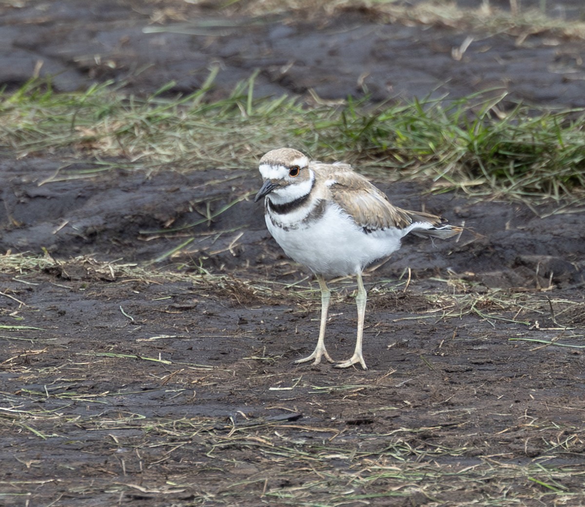 Killdeer - ML642492870