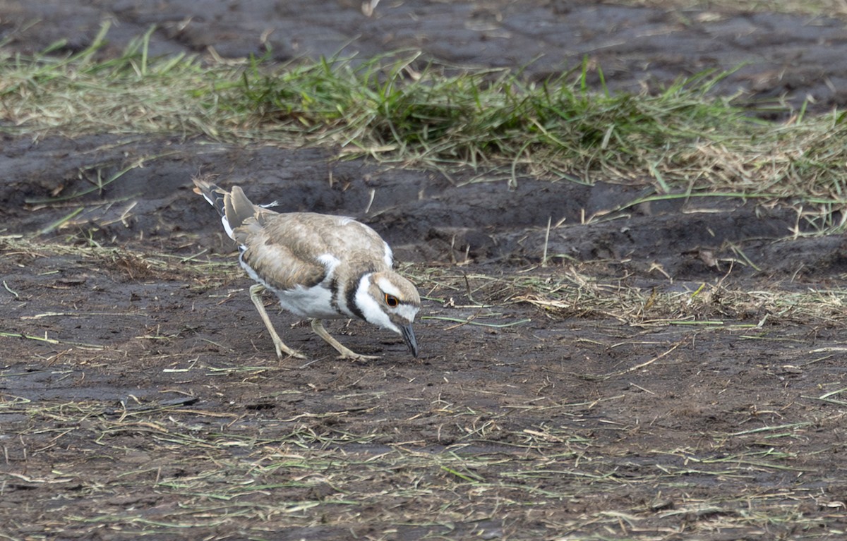 Killdeer - ML642492871