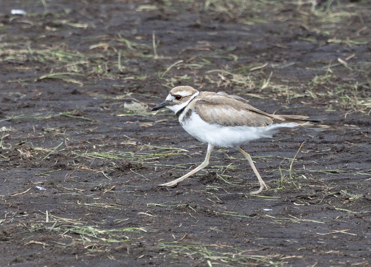 Killdeer - ML642492872