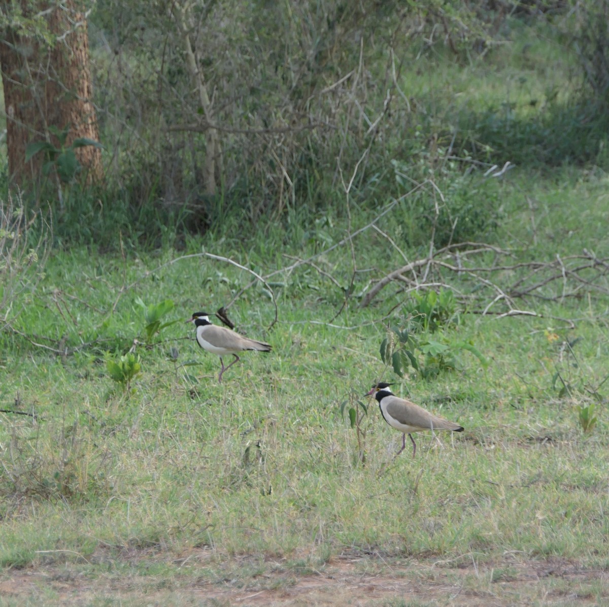 Black-headed Lapwing - ML642492874