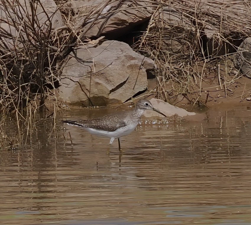 Solitary Sandpiper - ML642492876