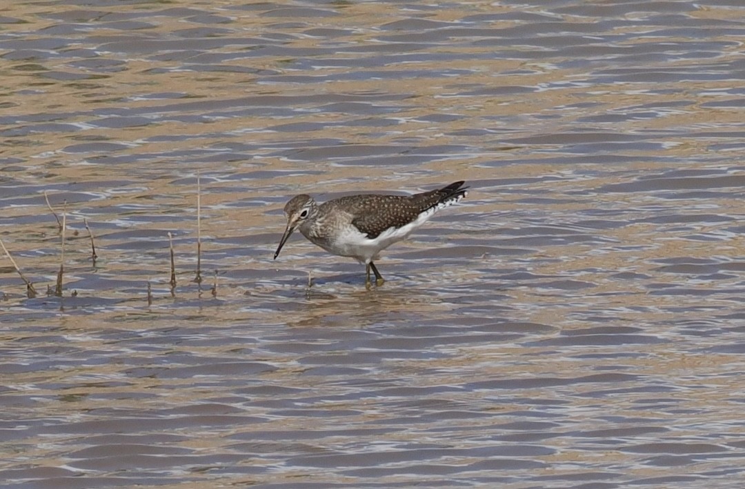 Solitary Sandpiper - ML642492877