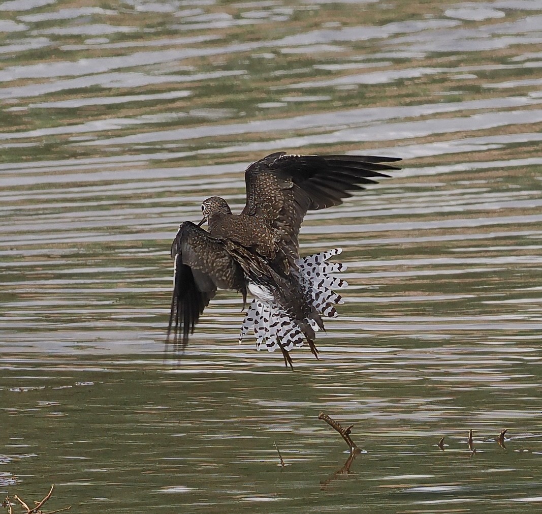 Solitary Sandpiper - ML642492878