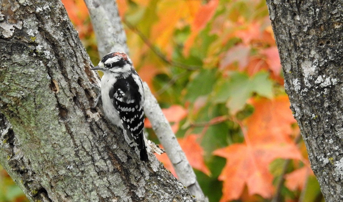 Downy Woodpecker - ML642492890