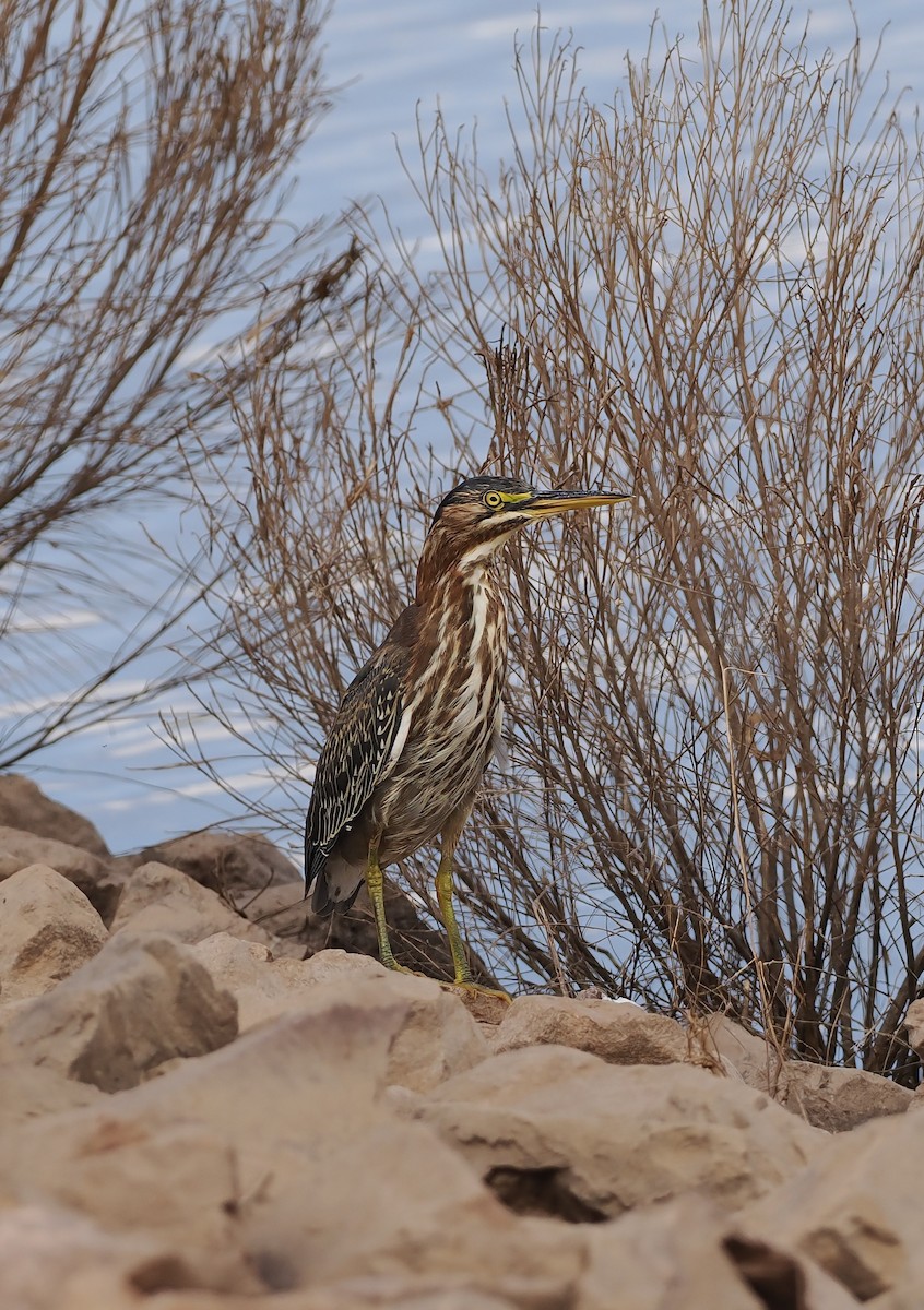 Green Heron - ML642492895