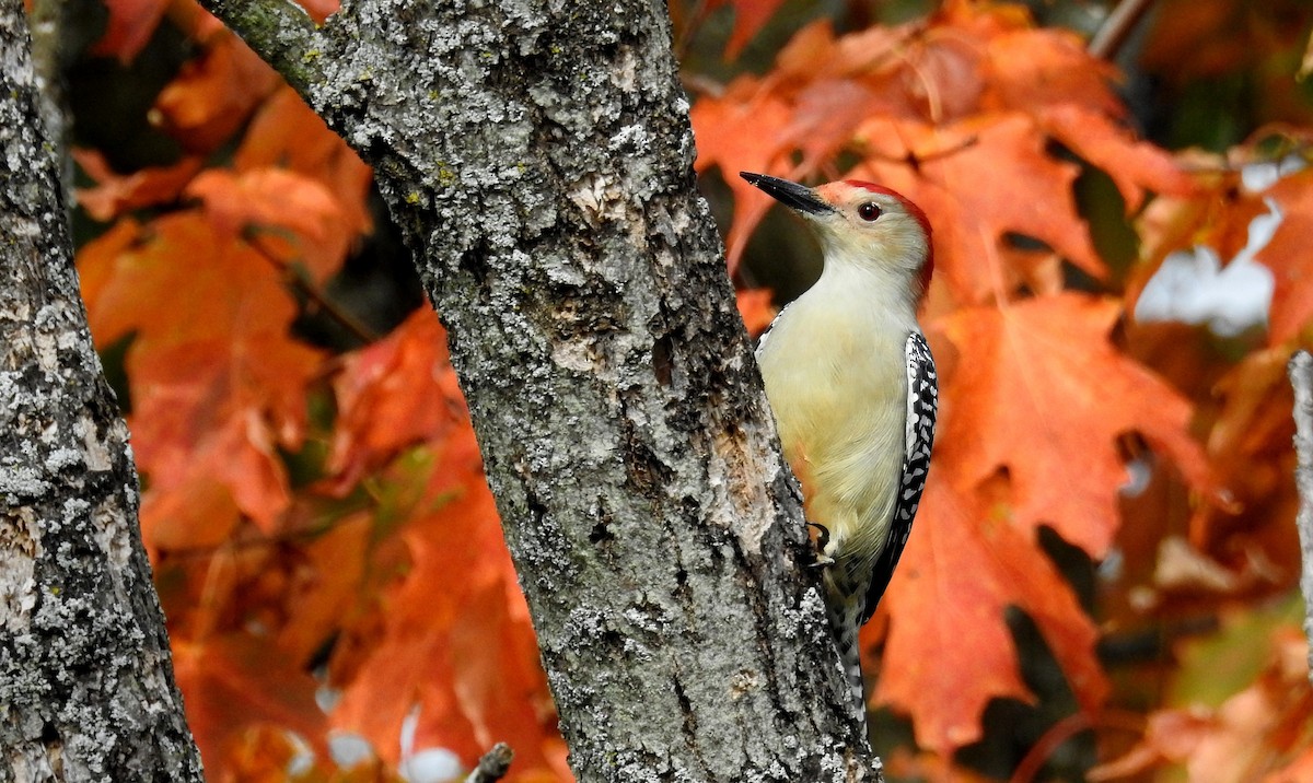 Red-bellied Woodpecker - ML642492897