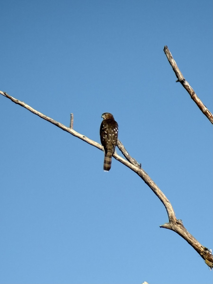Cooper's Hawk - ML642492899