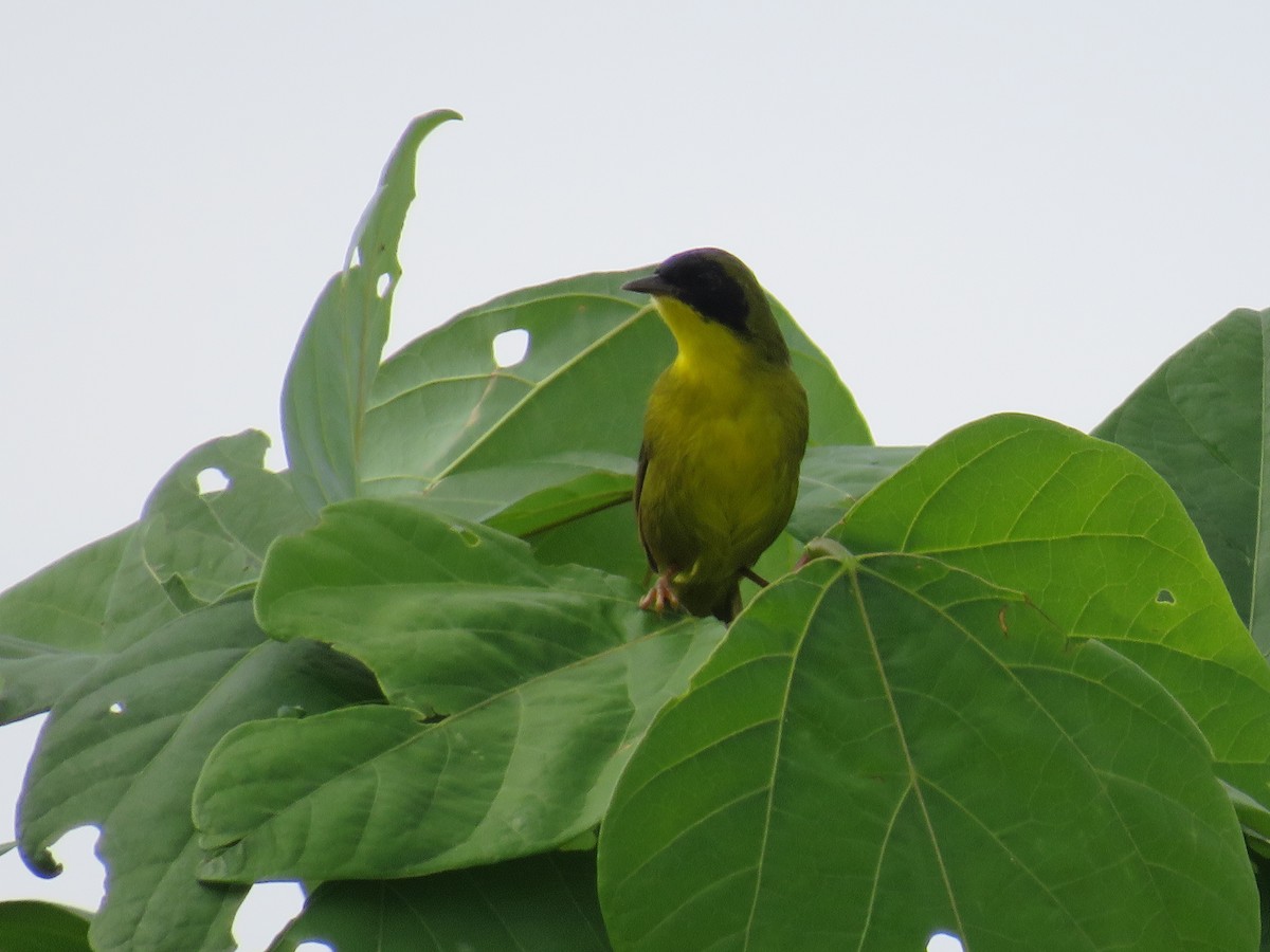 Olive-crowned Yellowthroat - ML642492913