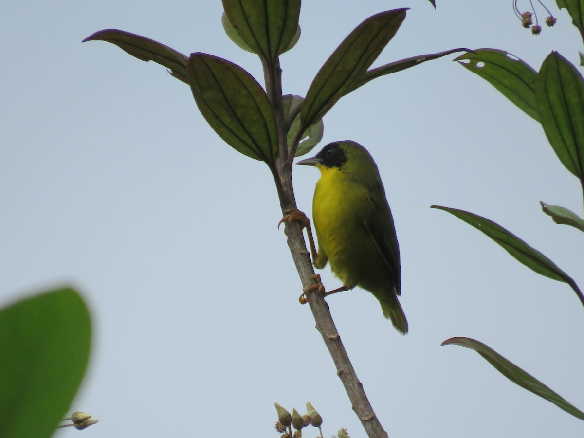 Olive-crowned Yellowthroat - ML642492914