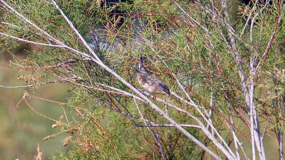 Curruca Carrasqueña Occidental - ML642492915