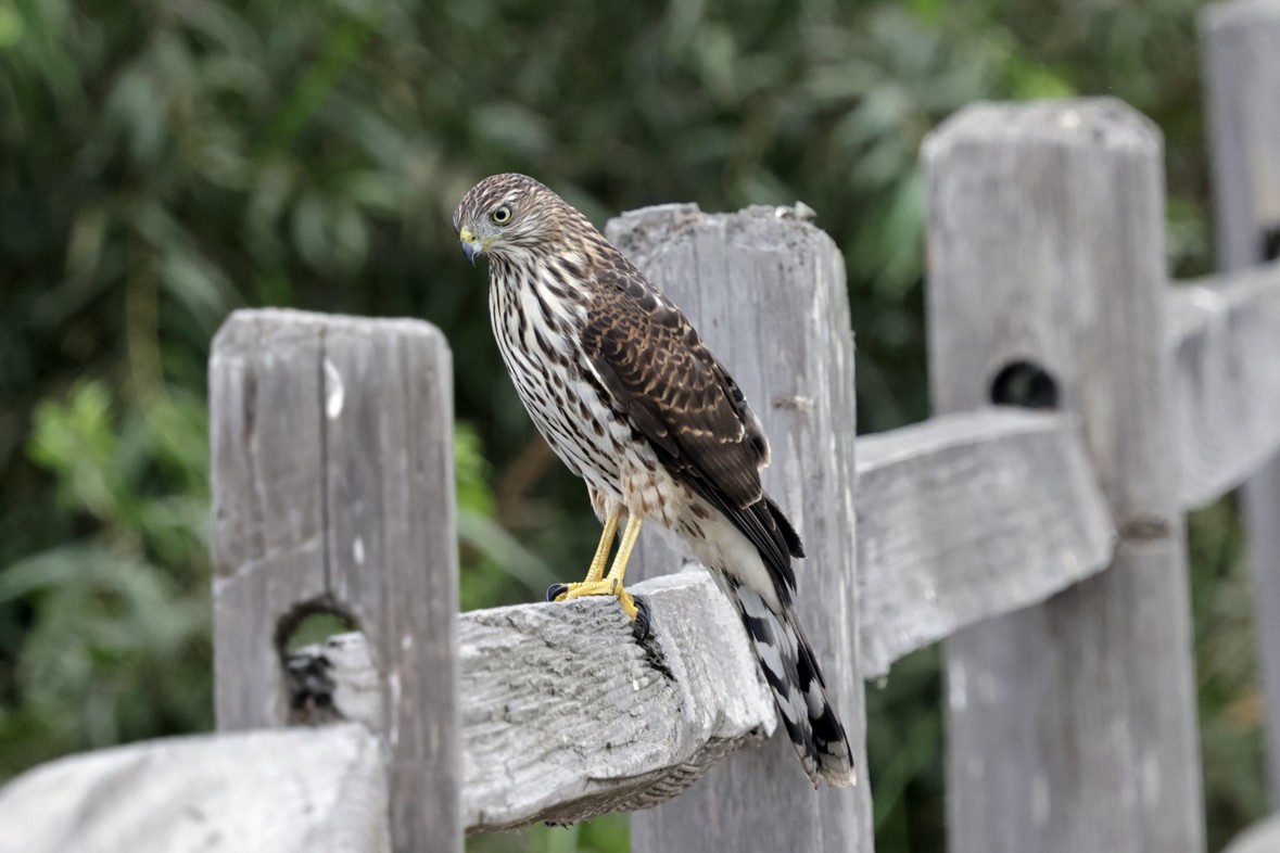 Cooper's Hawk - ML642492919