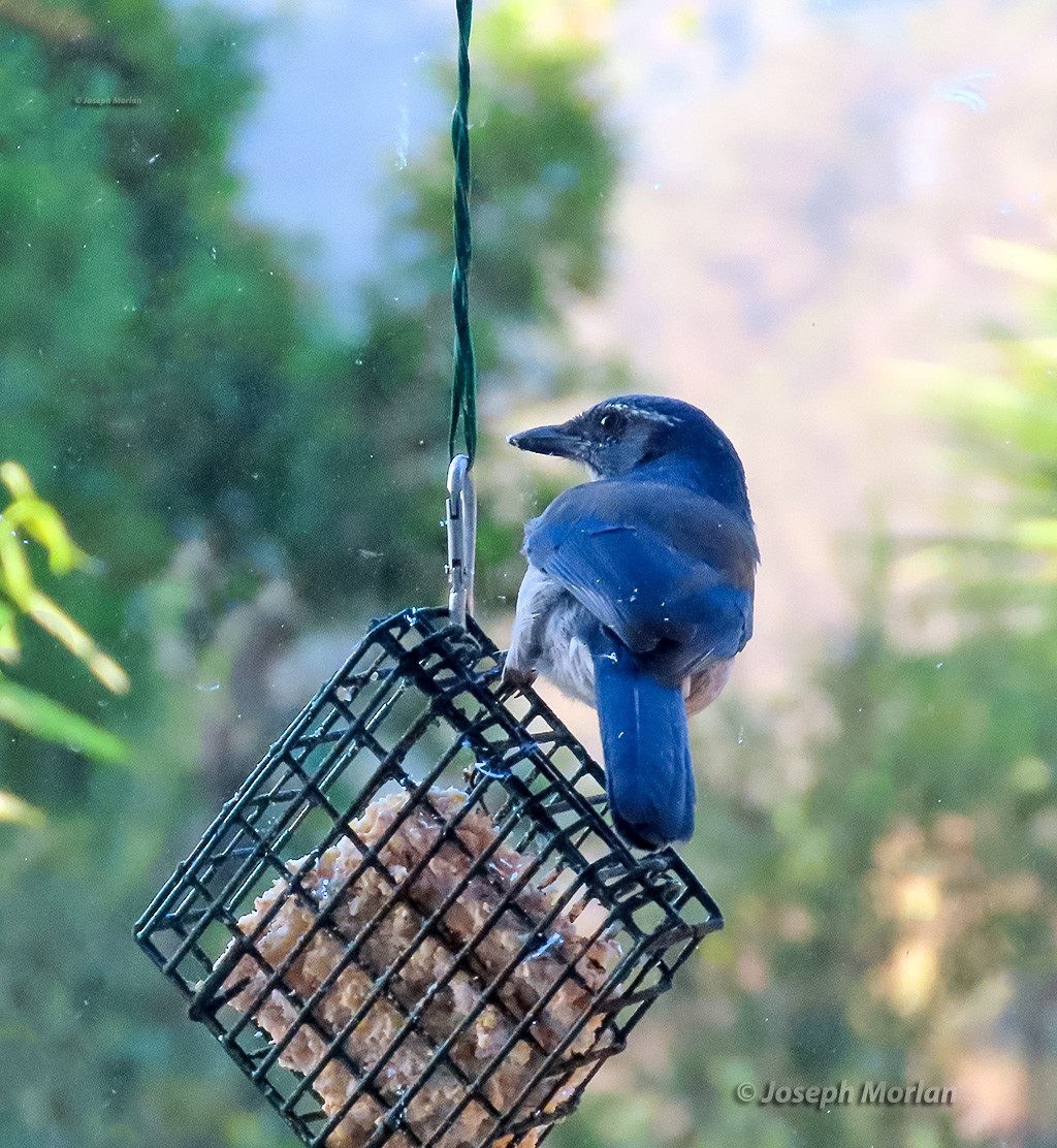 California Scrub-Jay - ML642492920
