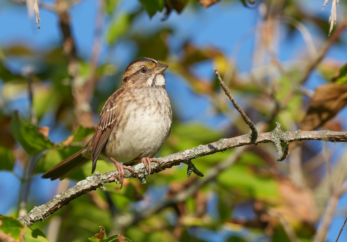 Weißkehlammer - ML642492921