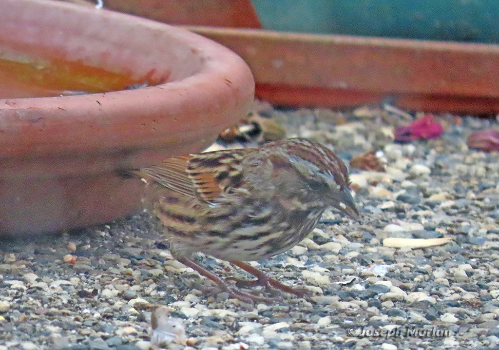 Song Sparrow - ML642492922