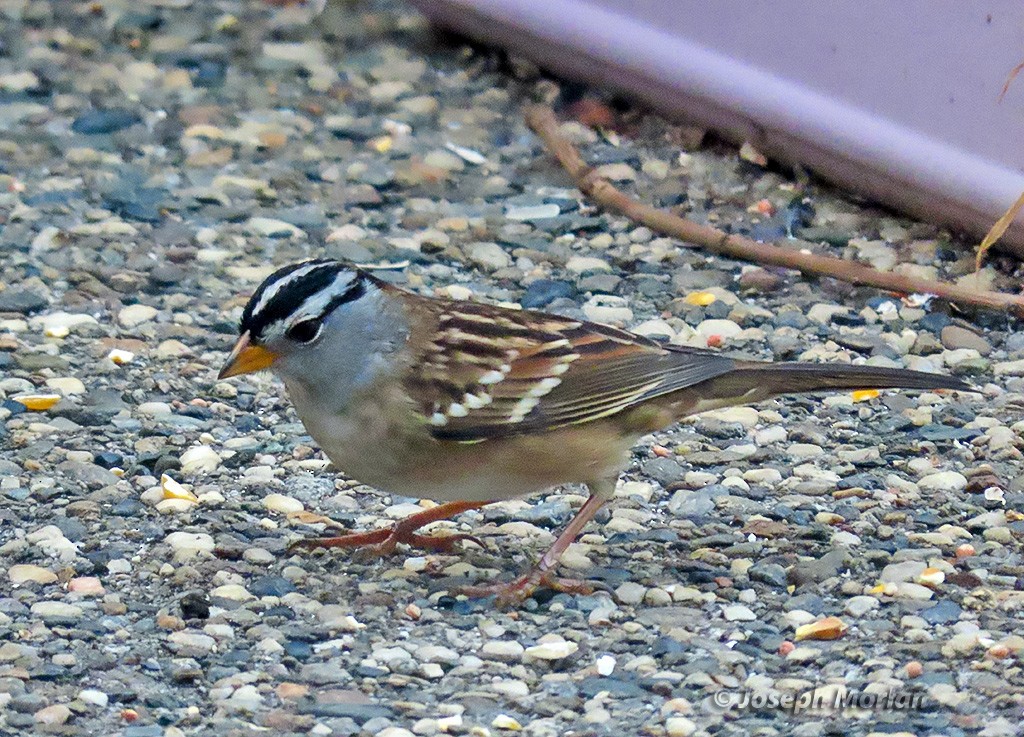 White-crowned Sparrow - ML642492930