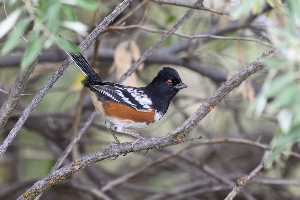 Spotted Towhee - ML642492934