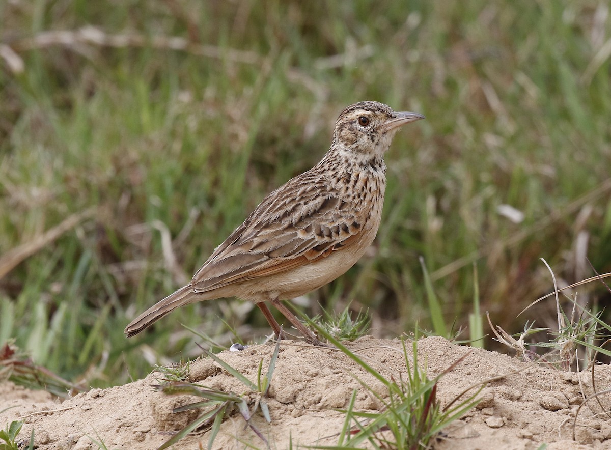 Rufous-naped Lark - ML642492944