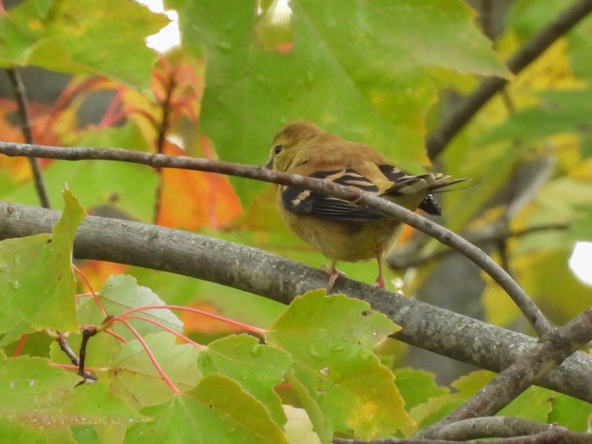 American Goldfinch - ML642493005