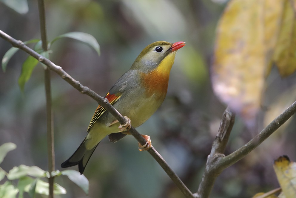 Red-billed Leiothrix - ML642493026
