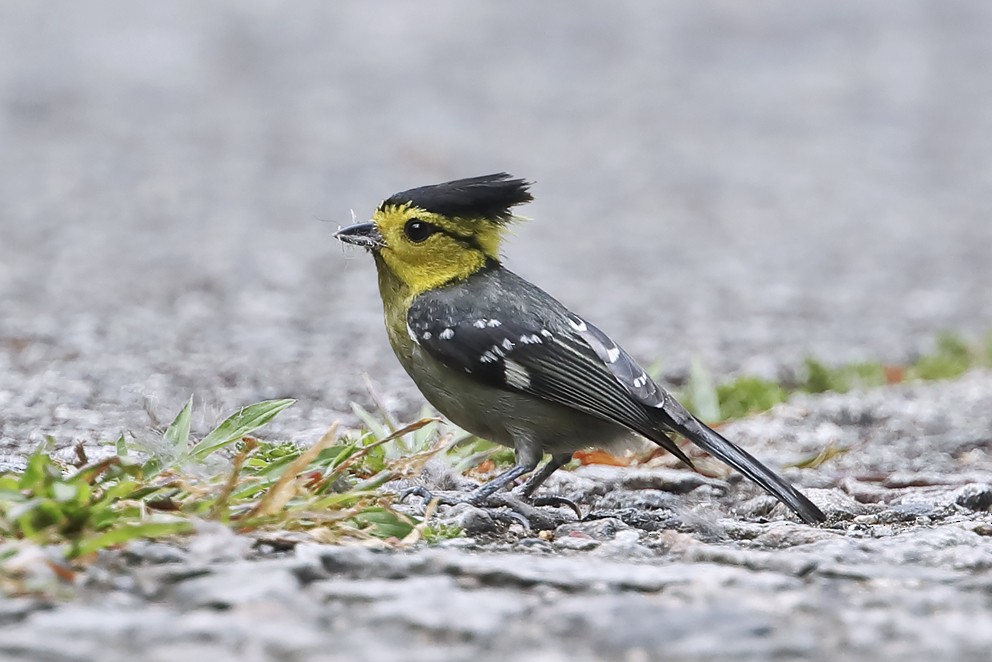 Yellow-cheeked Tit - ML642493030