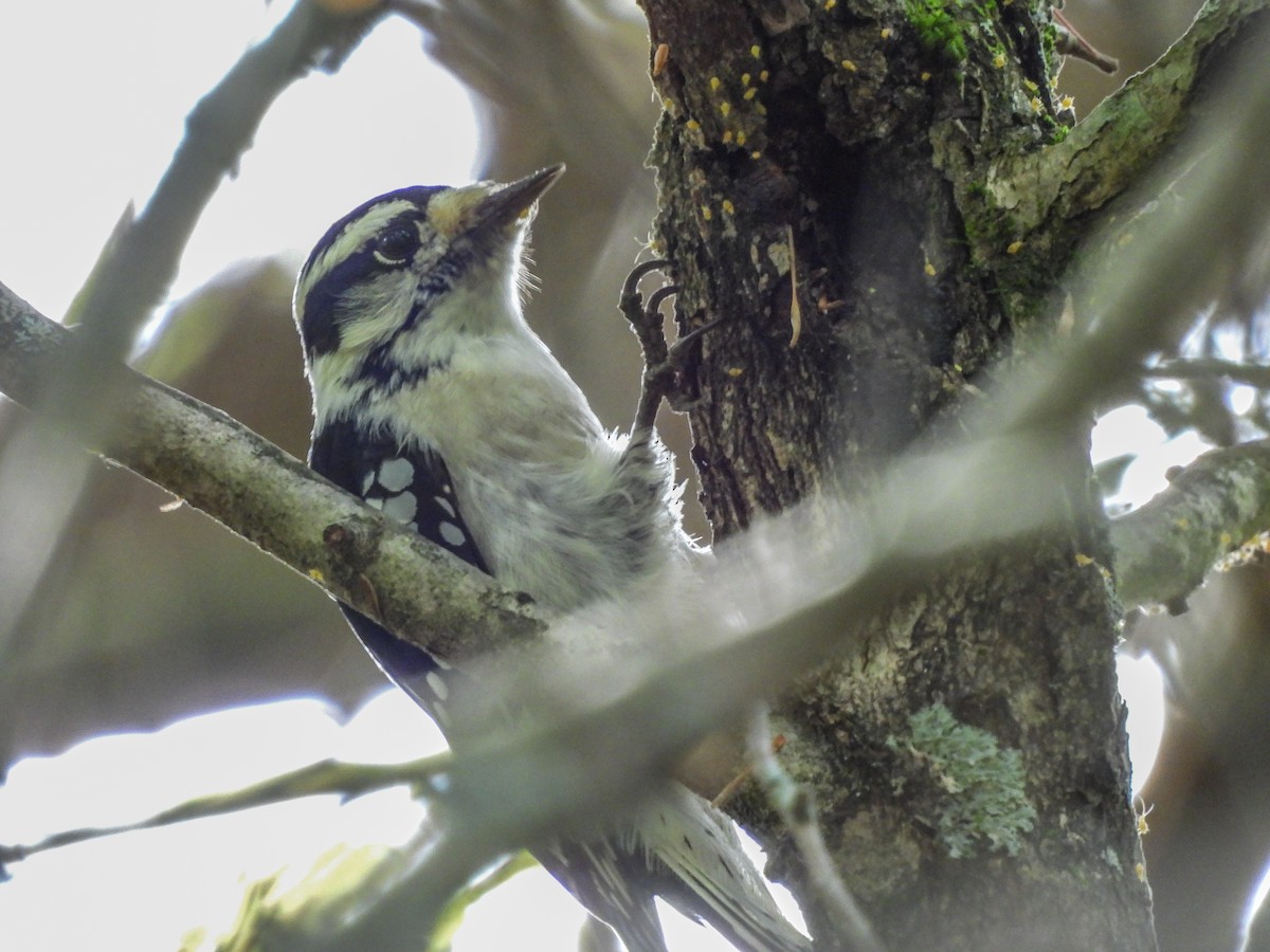 Downy Woodpecker - ML642493035