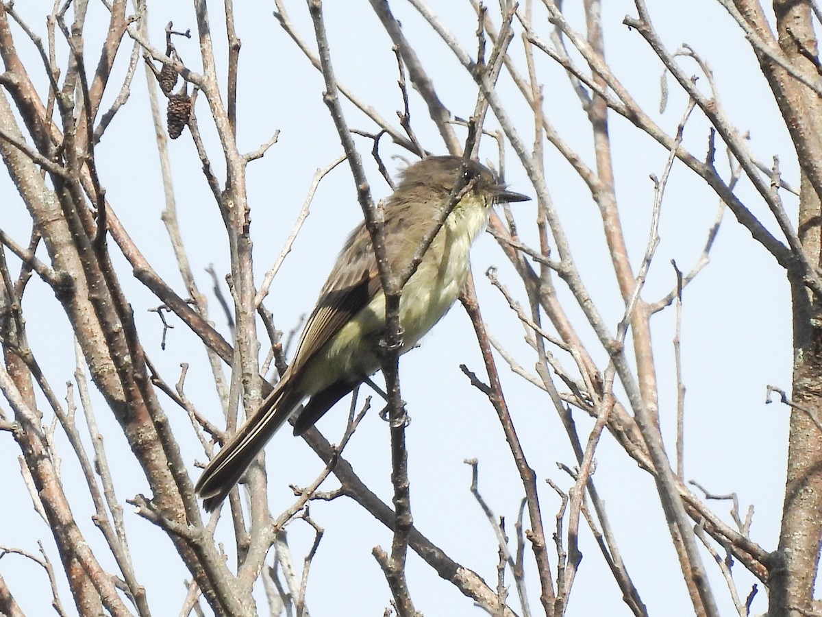 Eastern Phoebe - ML642493060