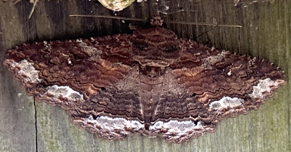 Lunate Zale Moth - ML642493071