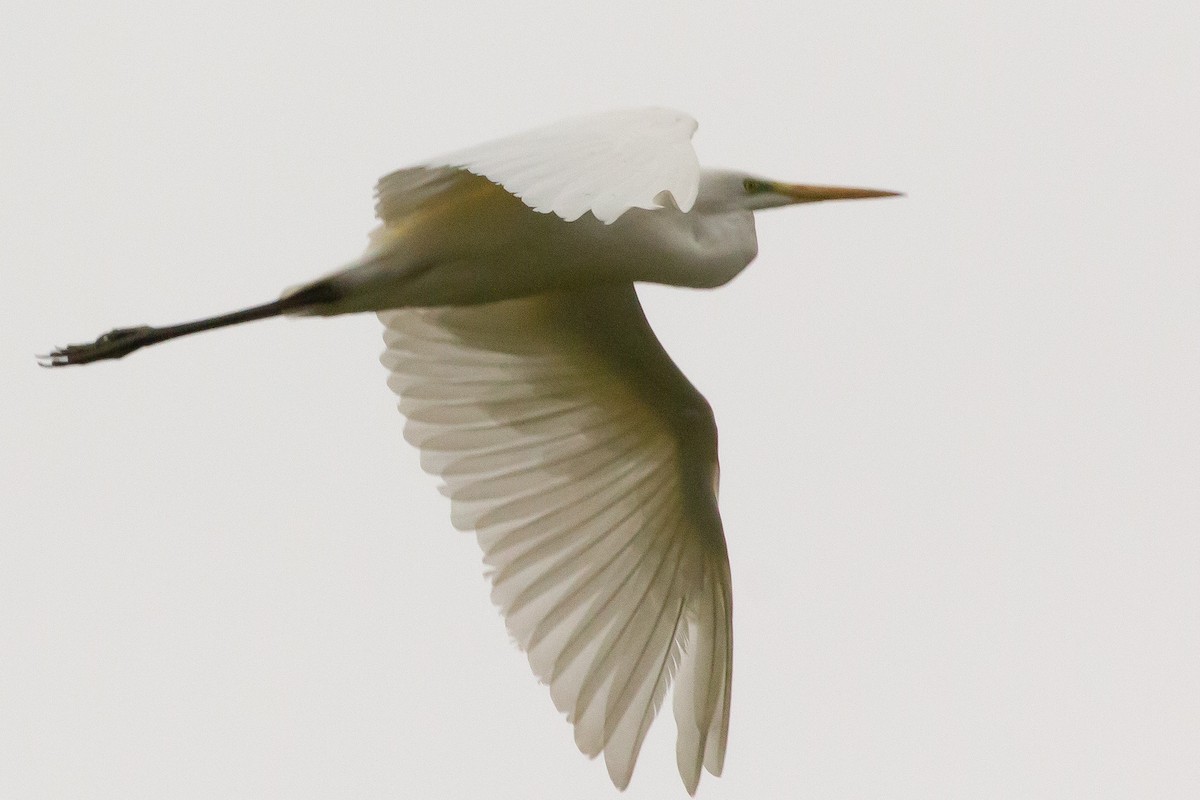Great Egret - ML642493124