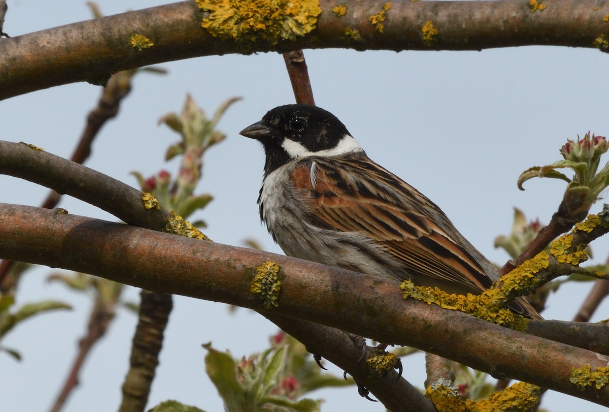 Reed Bunting - ML642493128