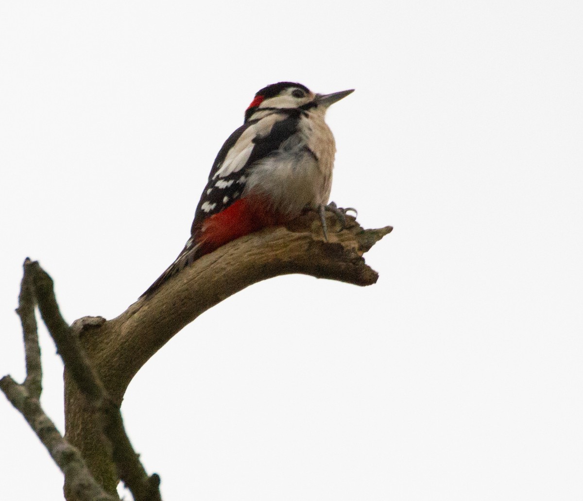 Great Spotted Woodpecker - ML642493143
