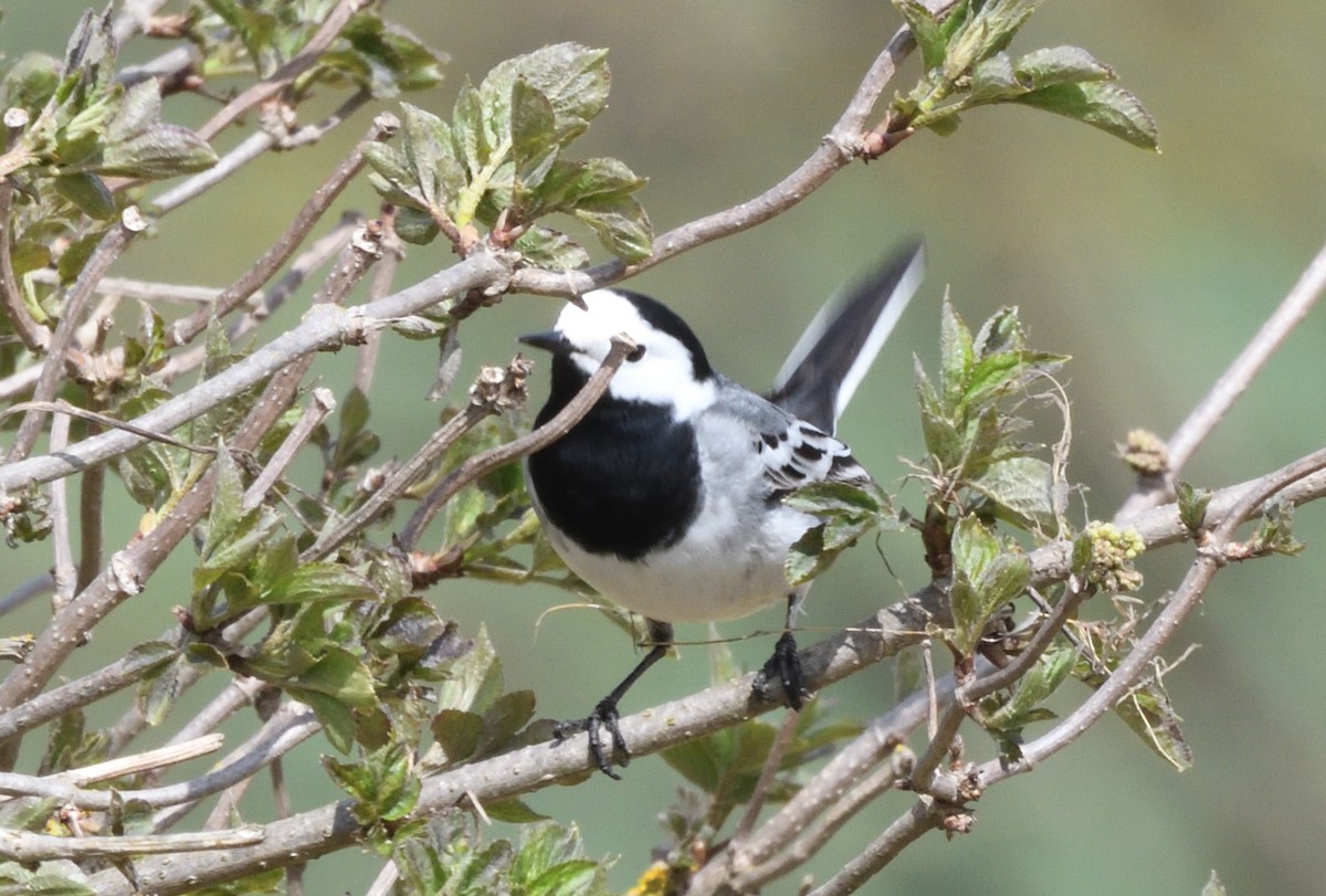 White Wagtail - ML642493148