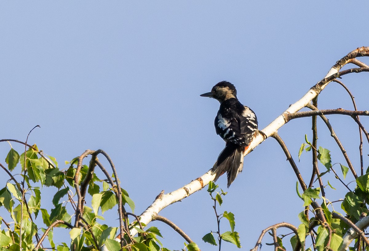 Great Spotted Woodpecker (Great Spotted) - ML642493156