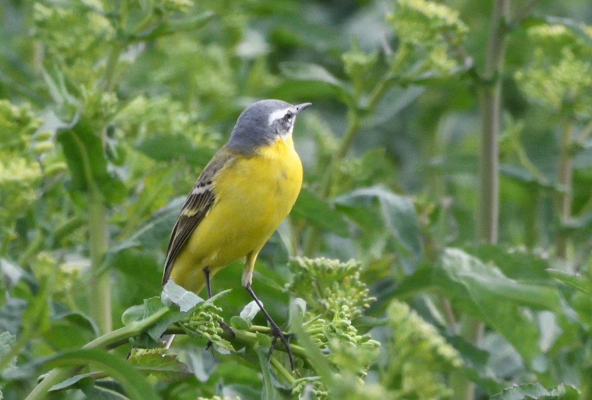 Western Yellow Wagtail - ML642493157
