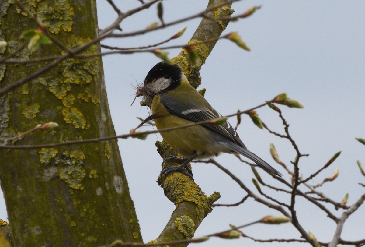 Great Tit - ML642493164