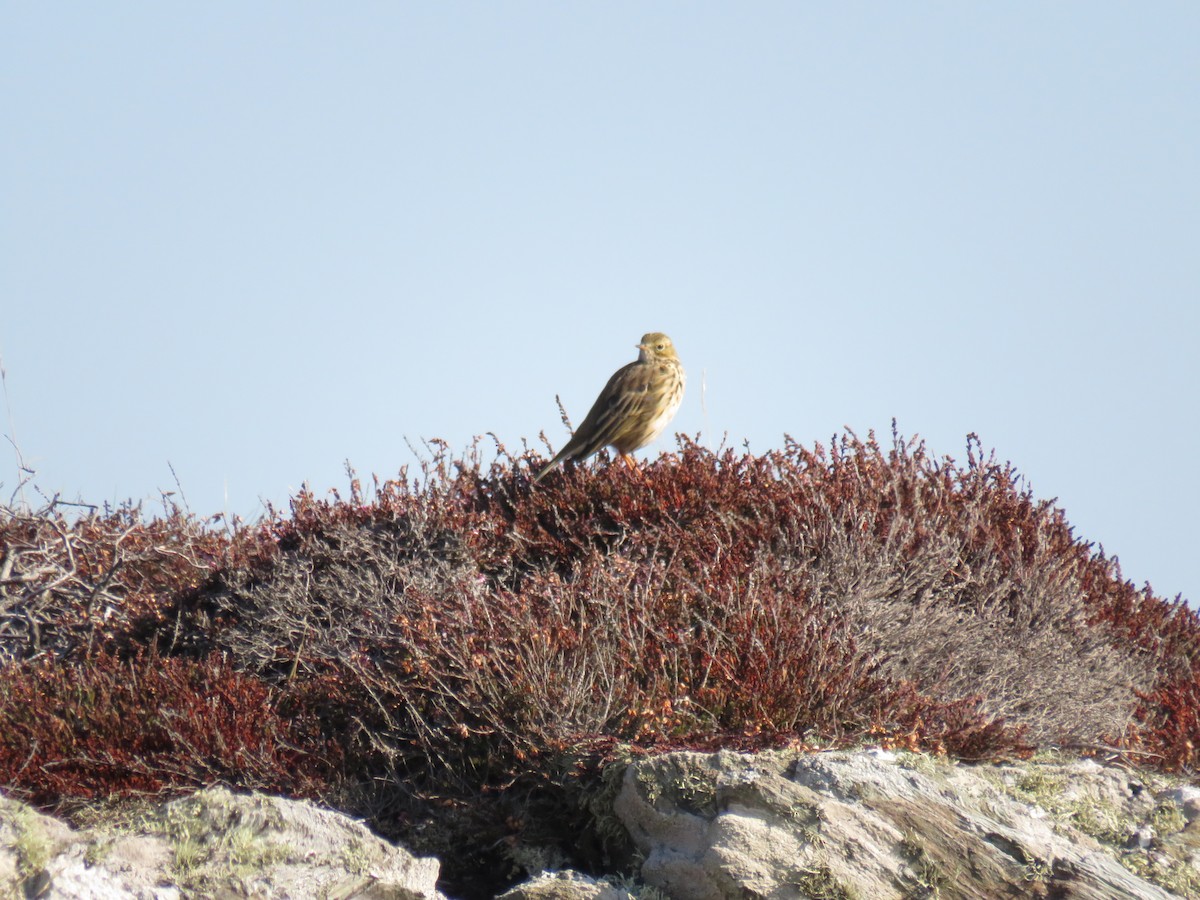 Meadow Pipit - ML642493169