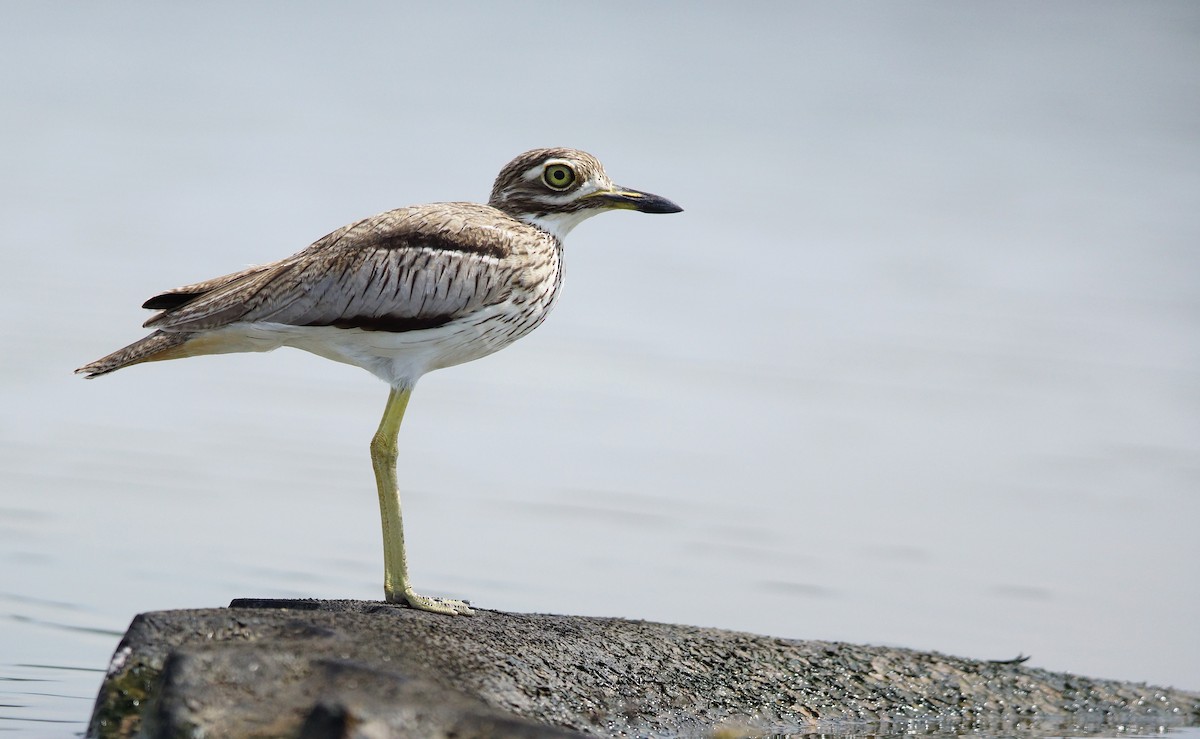 Water Thick-knee - ML642493183