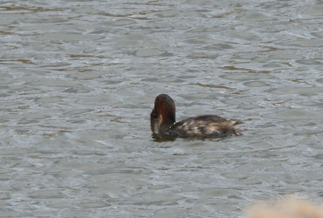 Little Grebe - ML642493184