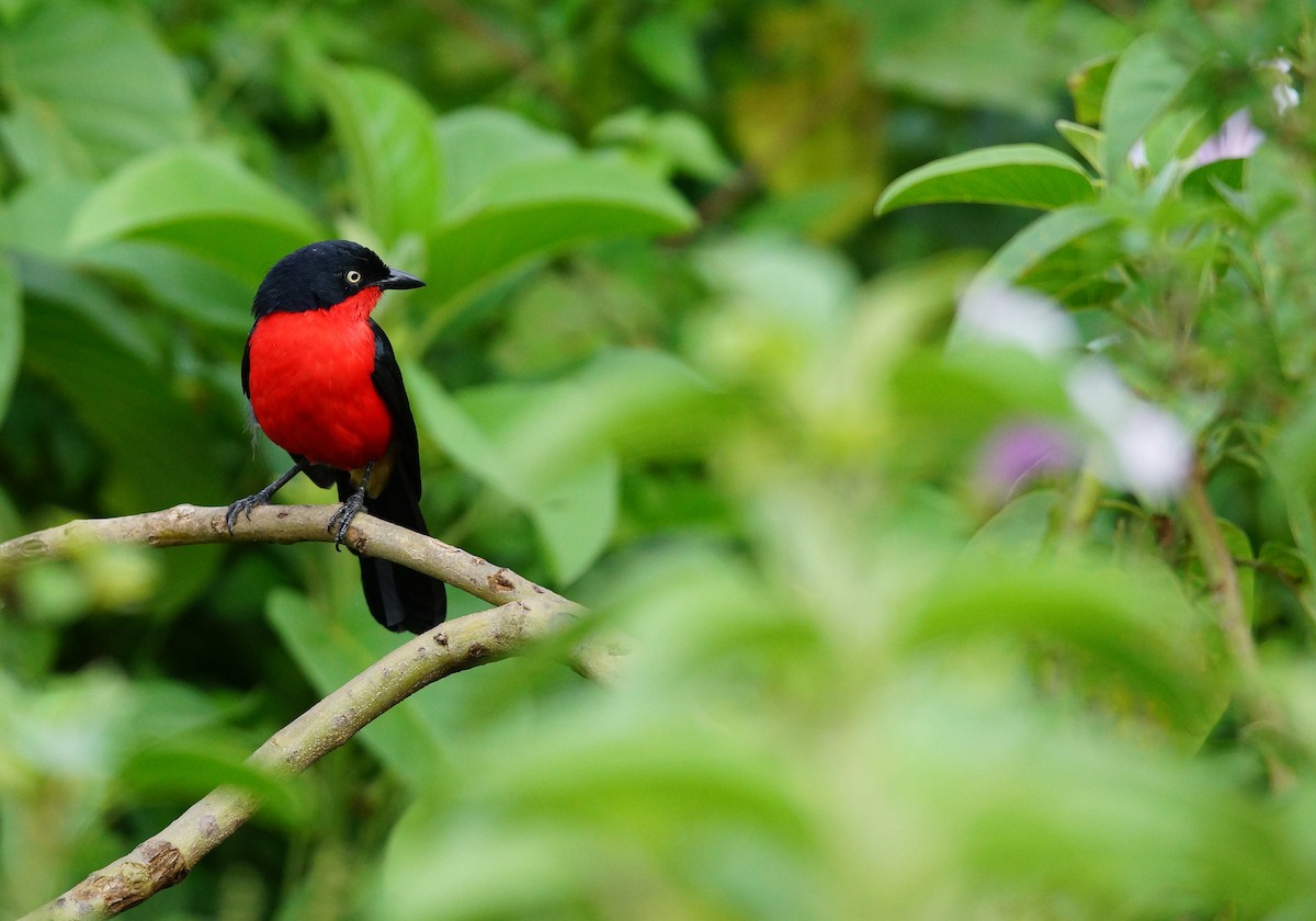 Black-headed Gonolek - ML642493200