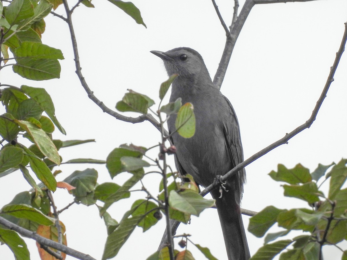 Gray Catbird - ML642493201